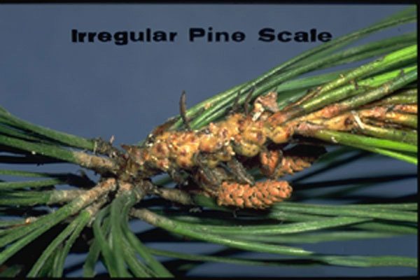 Irregular Pine Scale