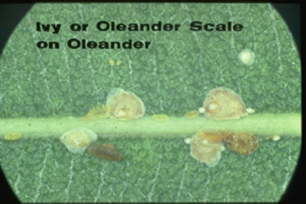 Oleander Scale