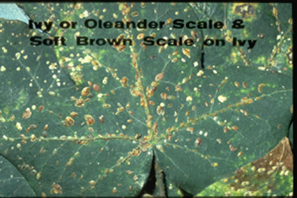 Oleander Scale