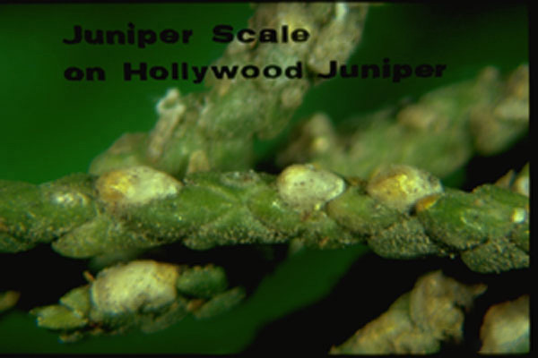 Juniper scale