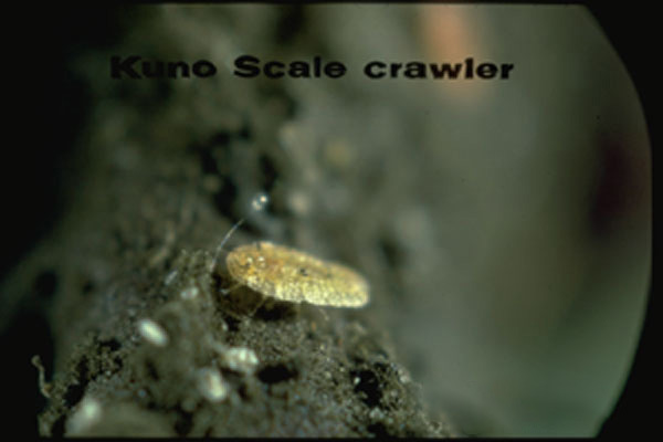 Kuno Scale