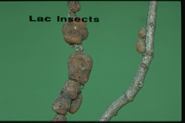 Lac Insects