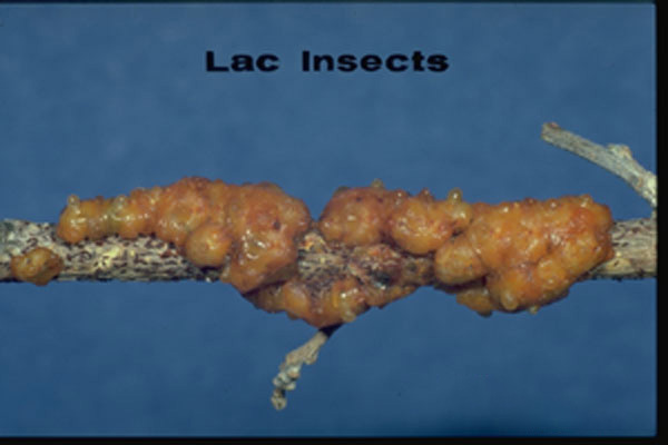 Lac Insects