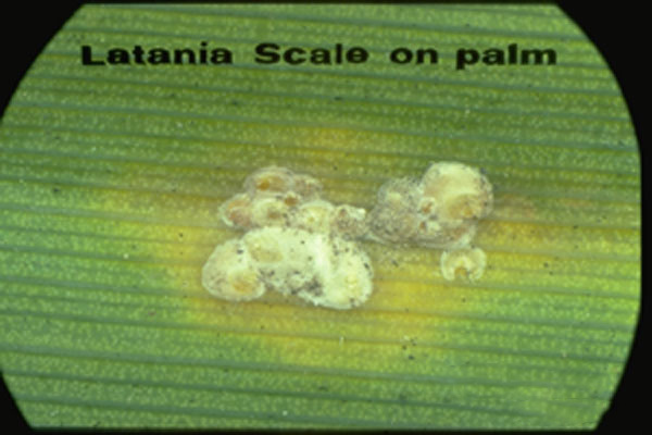 Latania Scale
