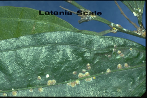 Latania Scale