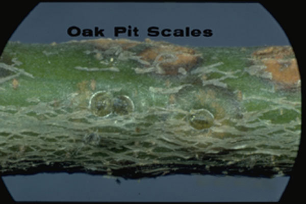 Oak Pit Scale