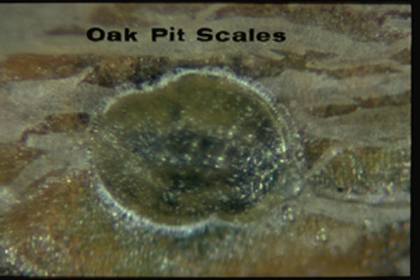 Oak Pit Scale