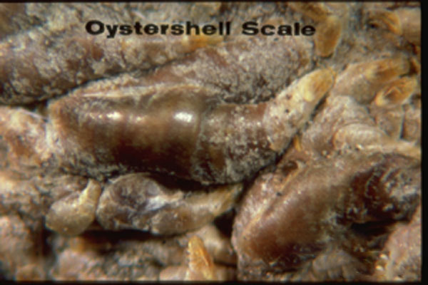 Oystershell Scale