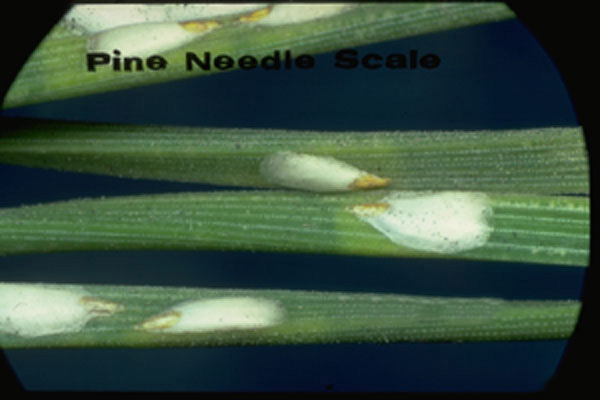 Pine Needle Scale