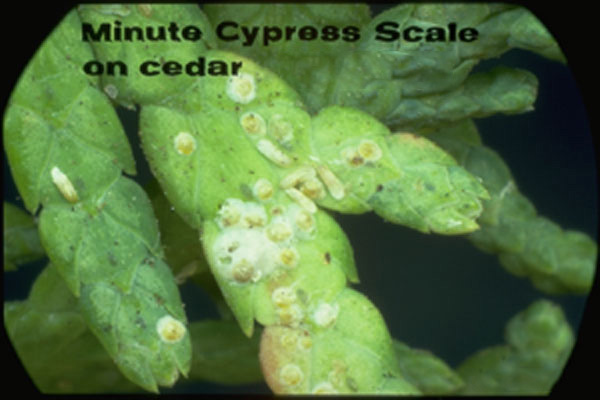 Minute Cypress Scale