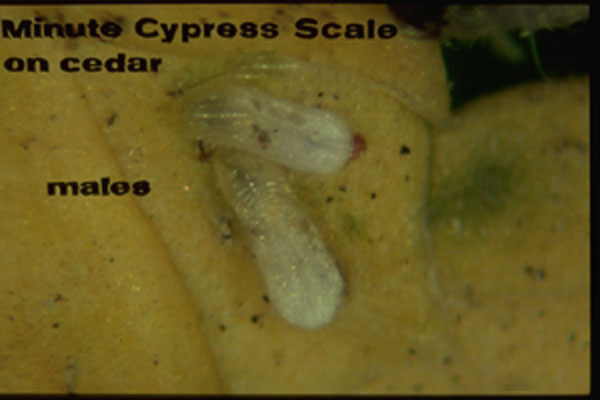 Minute Cypress Scale