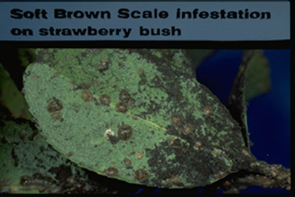 Brown Soft Scale