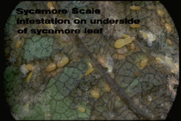 Sycamore Scale