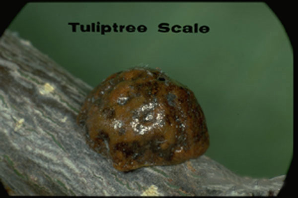 Tulip Tree Scale