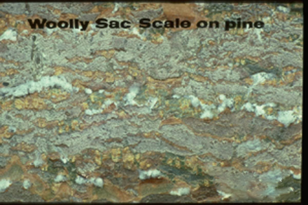 Wooly Pine Scale