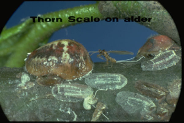 Thorn Scale