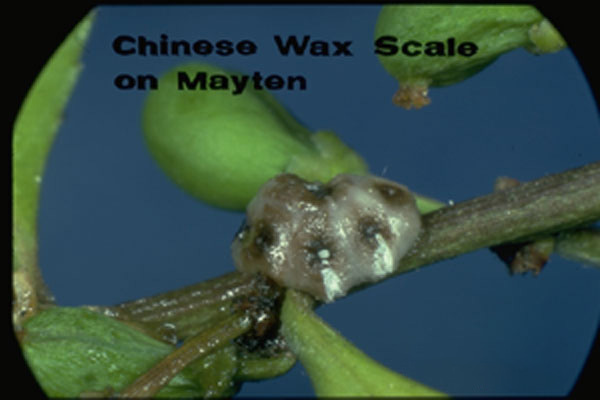 Wax Scale