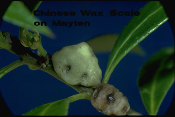 Wax Scale