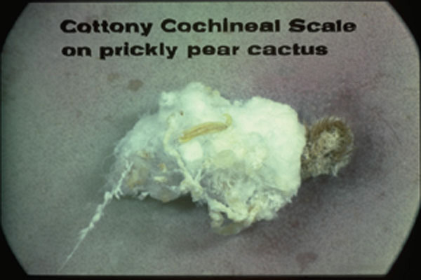 Cochineal Scales