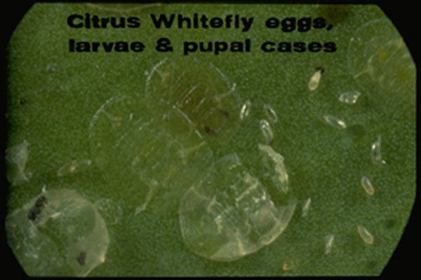 Citrus Whitefly