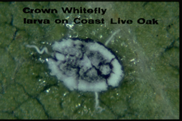 Crown Whitefly