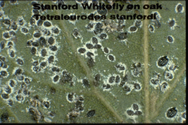 Stanford Whitefly