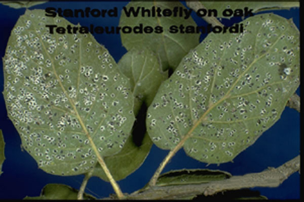 Stanford Whitefly