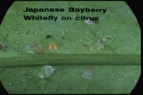 Japanese Bayberry Whitefly