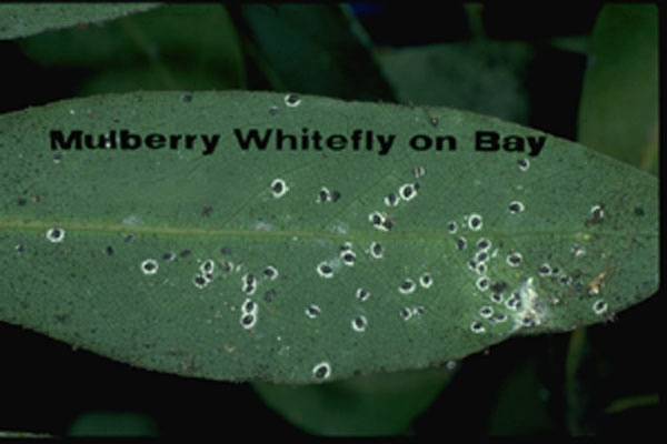Mulberry whitefly