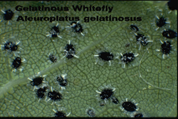 Gelatinous Whitefly