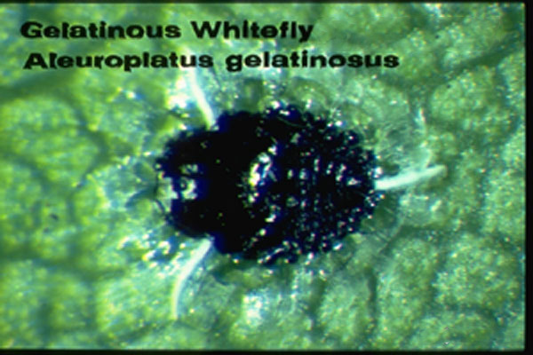 Gelatinous Whitefly