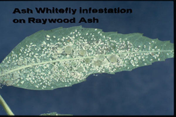Ash Whitefly