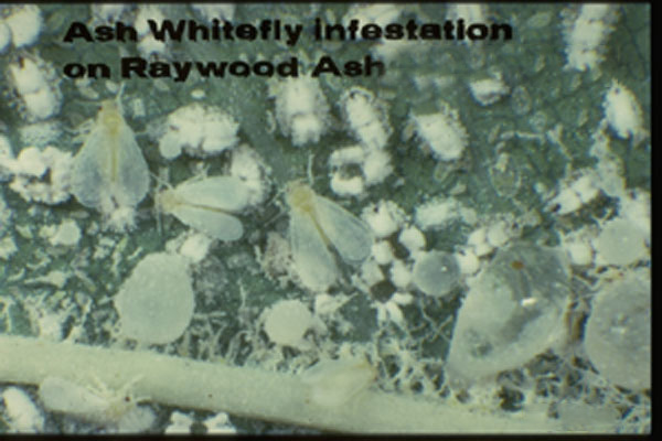 Ash Whitefly