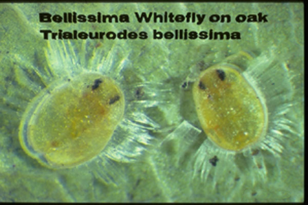 Bellissima Whitefly