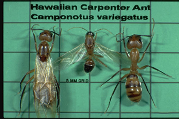 Hawaiian Carpenter Ant