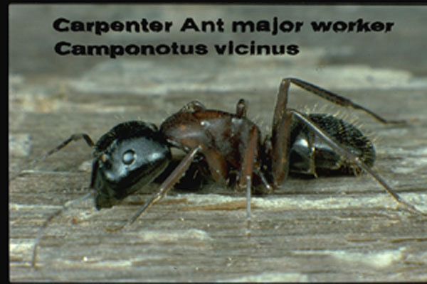 Western Black Carpenter Ant