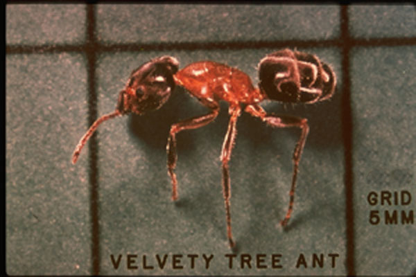 Velvety Tree Ants