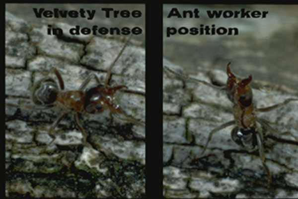 Velvety Tree Ants