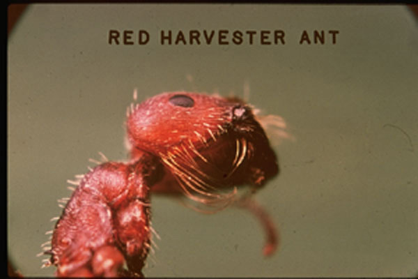 Red Harvester Ant
