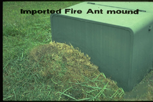 Red Imported Fire Ant