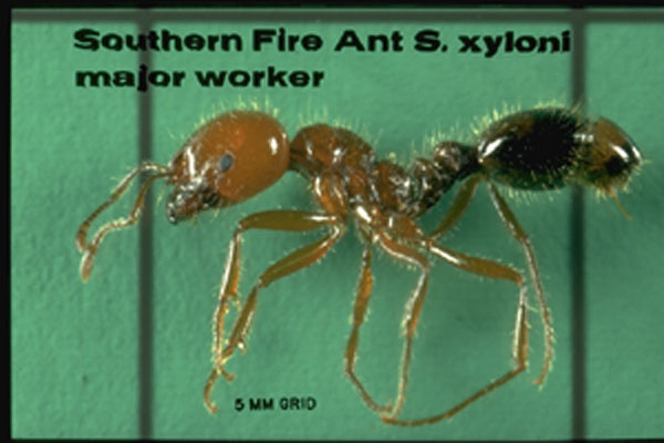 Southern Fire Ant