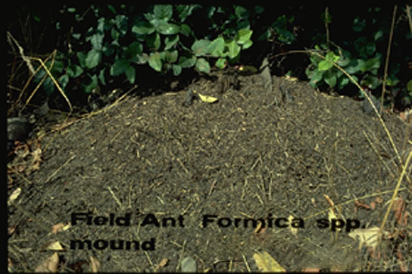 Field Ants