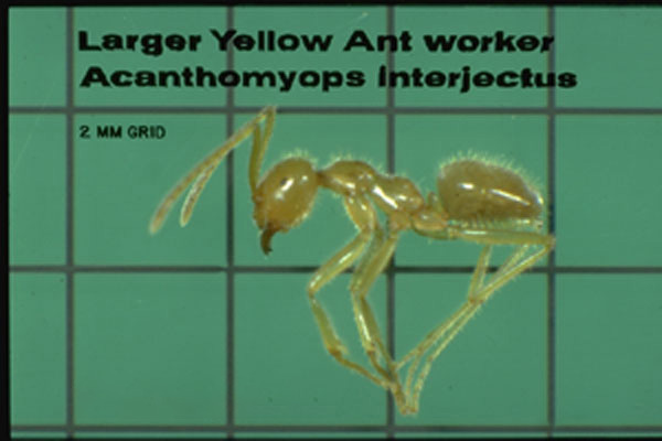 Larger Yellow (Citronella) Ant