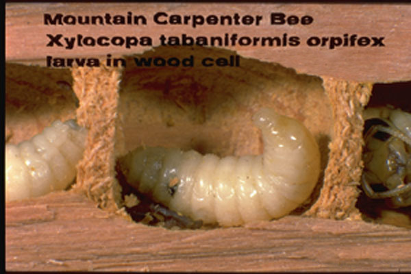 Mountain Carpenter Bee