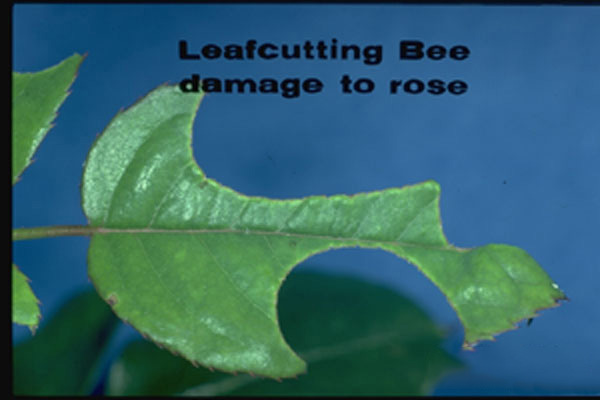 Leafcutting Bees