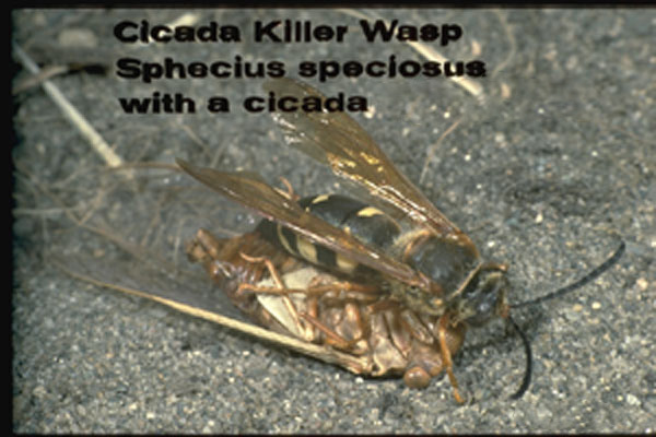(Eastern) Cicada Killer