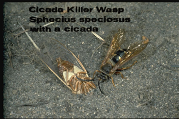 (Eastern) Cicada Killer