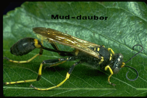 Black & Yellow Mud Dauber