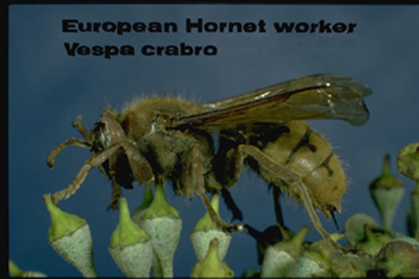 European Hornet