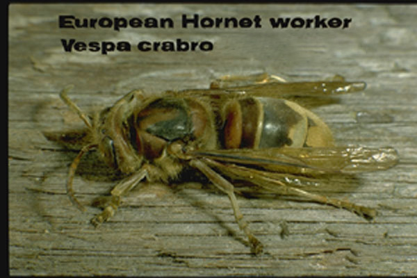 European Hornet